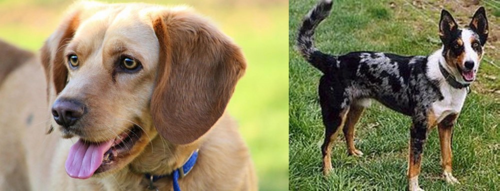 German Coolie vs Beago - Breed Comparison