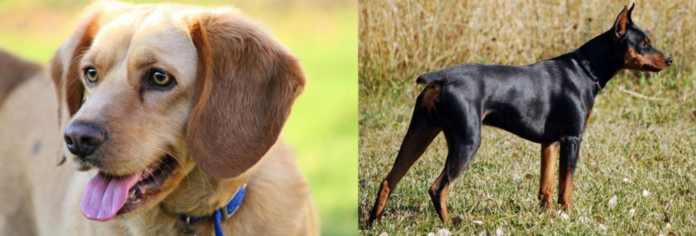 German Pinscher vs Beago - Breed Comparison