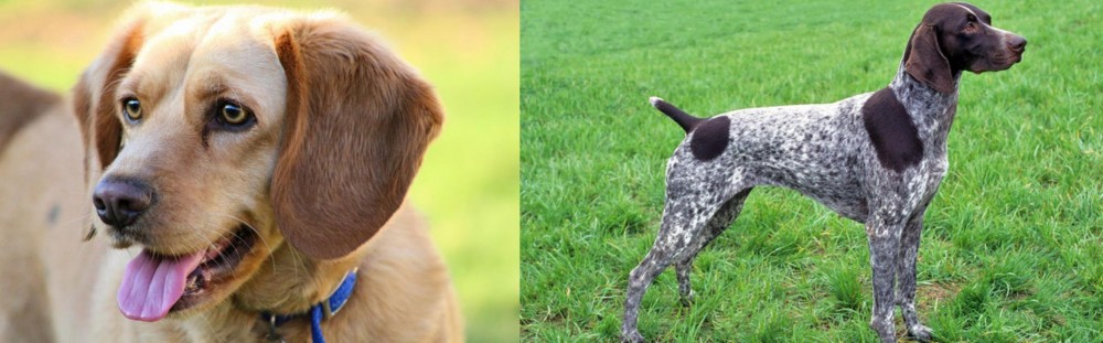 German Shorthaired Pointer vs Beago - Breed Comparison