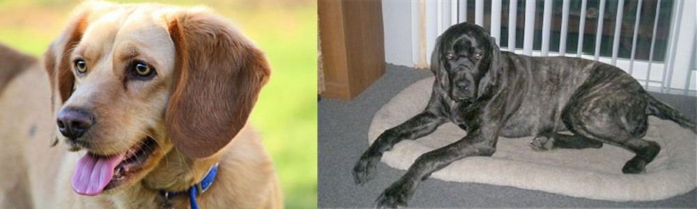 Giant Maso Mastiff vs Beago - Breed Comparison