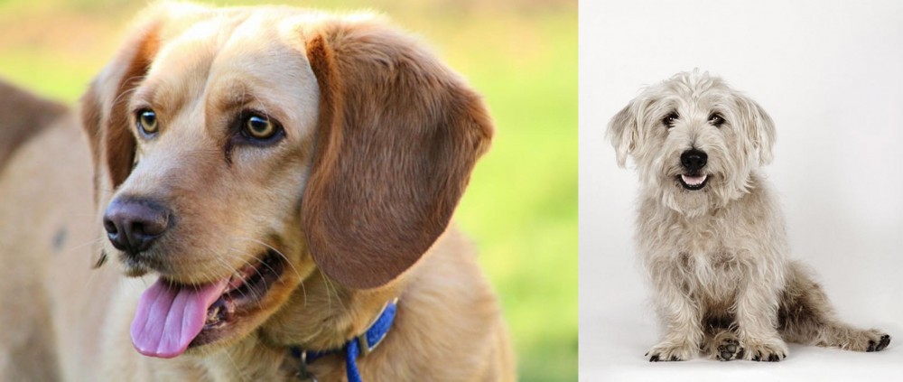 Glen of Imaal Terrier vs Beago - Breed Comparison