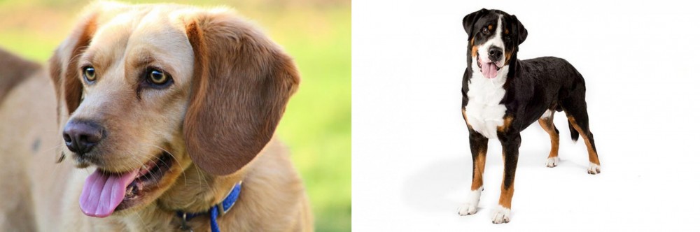 Greater Swiss Mountain Dog vs Beago - Breed Comparison