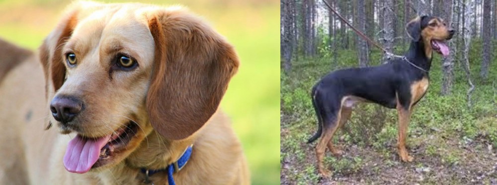 Greek Harehound vs Beago - Breed Comparison