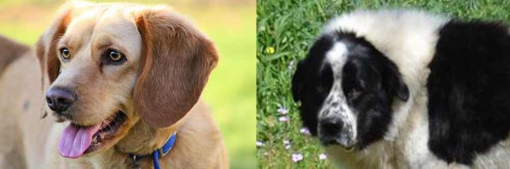 Greek Sheepdog vs Beago - Breed Comparison