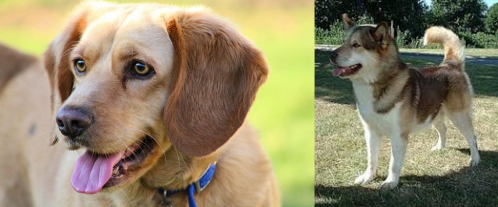 Greenland Dog vs Beago - Breed Comparison