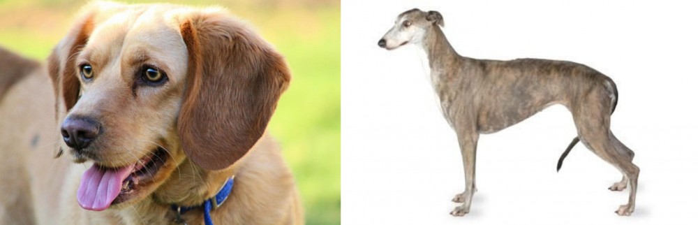Greyhound vs Beago - Breed Comparison