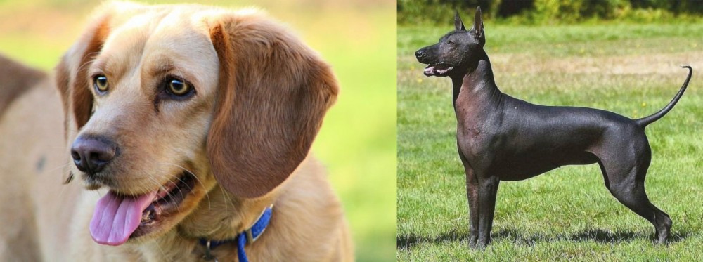Hairless Khala vs Beago - Breed Comparison