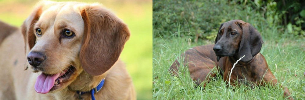 Hanover Hound vs Beago - Breed Comparison
