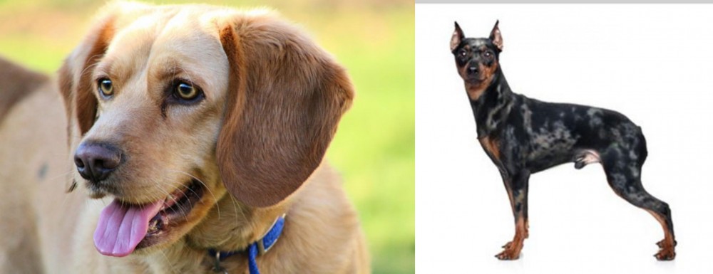 Harlequin Pinscher vs Beago - Breed Comparison