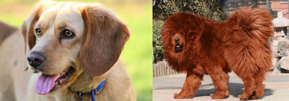 Himalayan Mastiff vs Beago - Breed Comparison