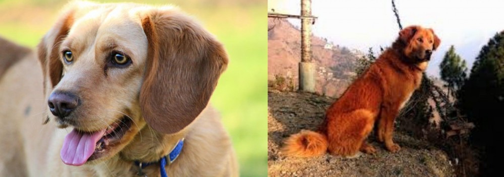 Himalayan Sheepdog vs Beago - Breed Comparison