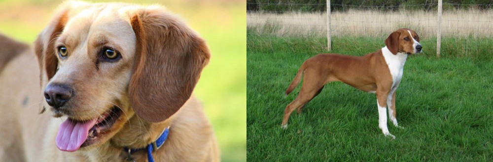 Hygenhund vs Beago - Breed Comparison