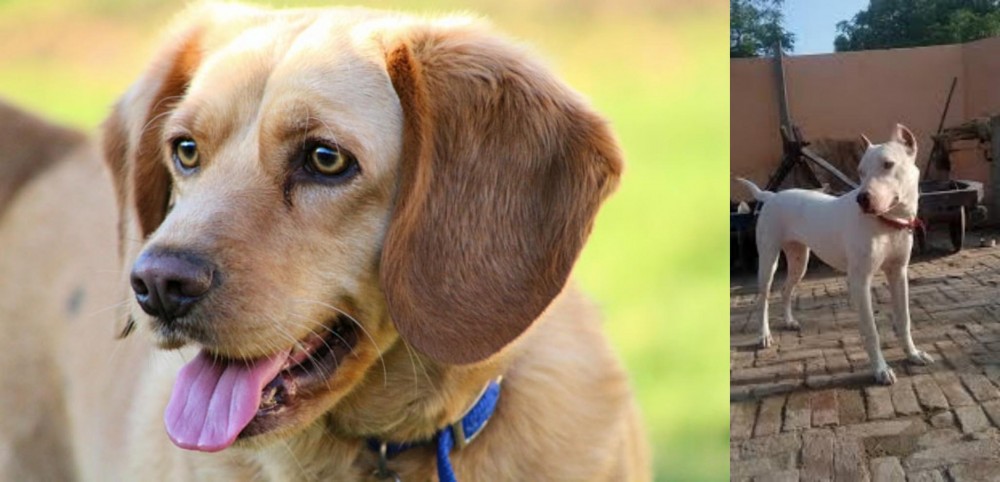 Indian Bull Terrier vs Beago - Breed Comparison