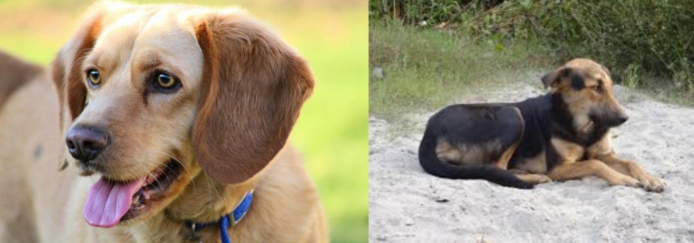Indian Pariah Dog vs Beago - Breed Comparison