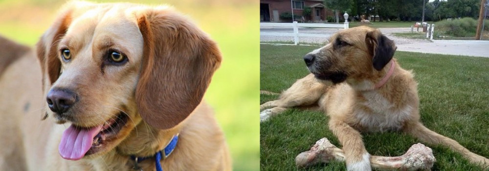 Irish Mastiff Hound vs Beago - Breed Comparison