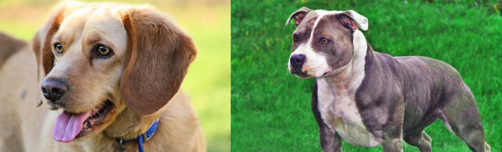 Irish Staffordshire Bull Terrier vs Beago - Breed Comparison