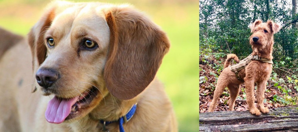Irish Terrier vs Beago - Breed Comparison