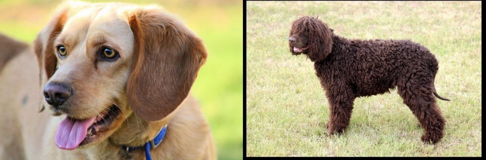 Irish Water Spaniel vs Beago - Breed Comparison