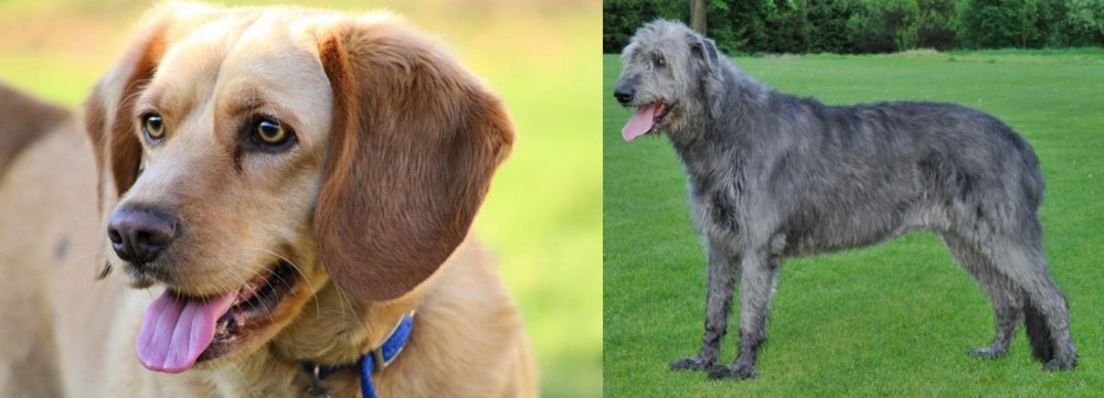 Irish Wolfhound vs Beago - Breed Comparison