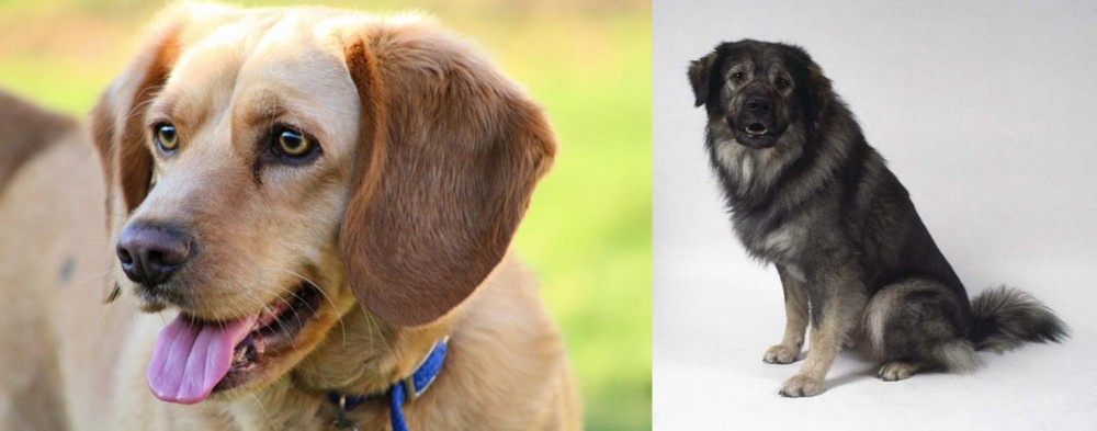 Istrian Sheepdog vs Beago - Breed Comparison