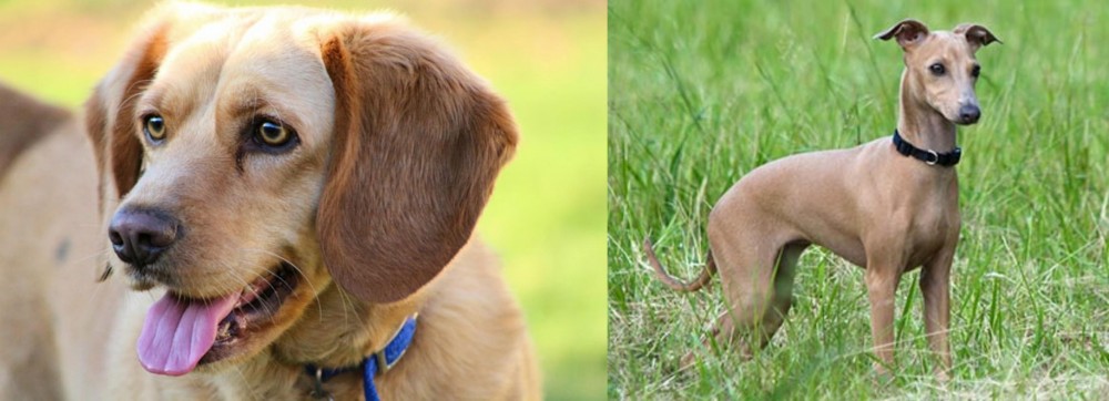 Italian Greyhound vs Beago - Breed Comparison
