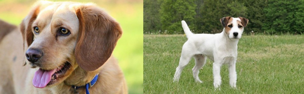 Jack Russell Terrier vs Beago - Breed Comparison