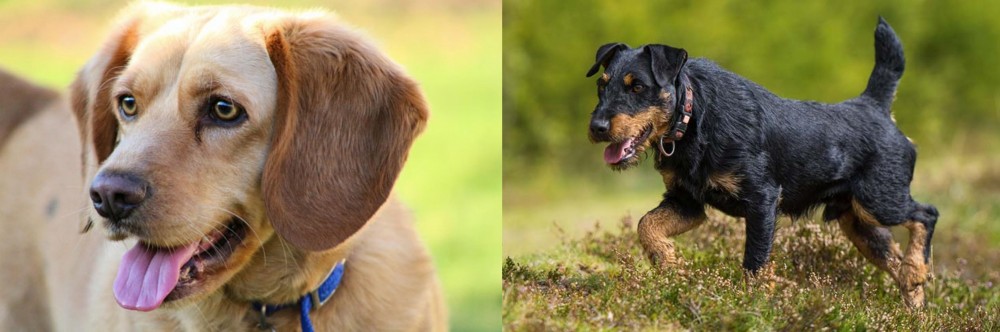 Jagdterrier vs Beago - Breed Comparison