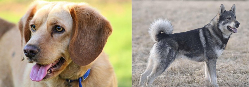 Jamthund vs Beago - Breed Comparison