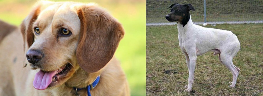 Japanese Terrier vs Beago - Breed Comparison
