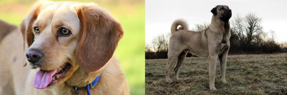Kangal Dog vs Beago - Breed Comparison