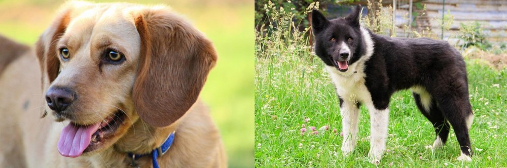Karelian Bear Dog vs Beago - Breed Comparison