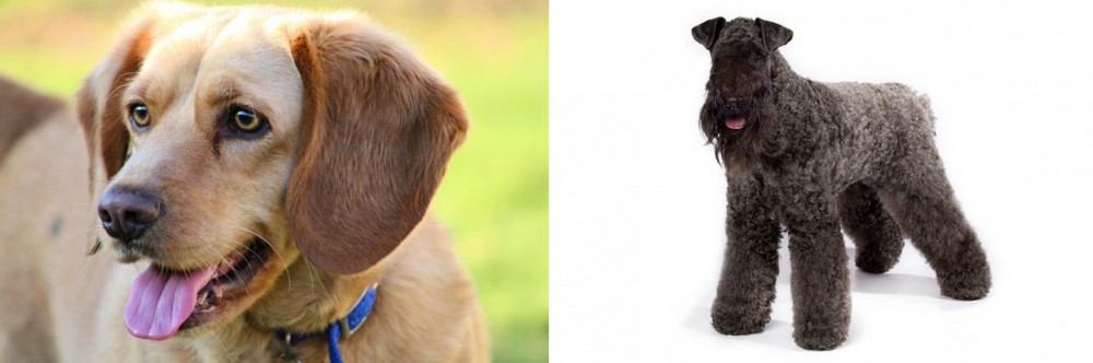 Kerry Blue Terrier vs Beago - Breed Comparison