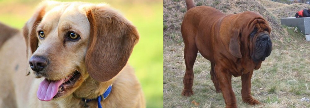 Korean Mastiff vs Beago - Breed Comparison