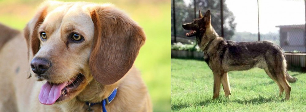 Kunming Dog vs Beago - Breed Comparison