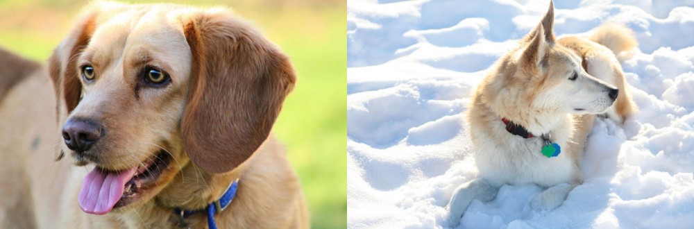 Labrador Husky vs Beago - Breed Comparison