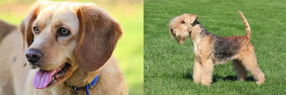 Lakeland Terrier vs Beago - Breed Comparison