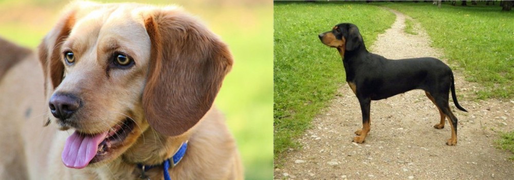 Latvian Hound vs Beago - Breed Comparison