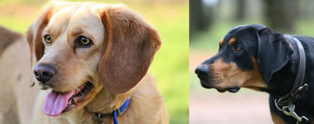 Lithuanian Hound vs Beago - Breed Comparison