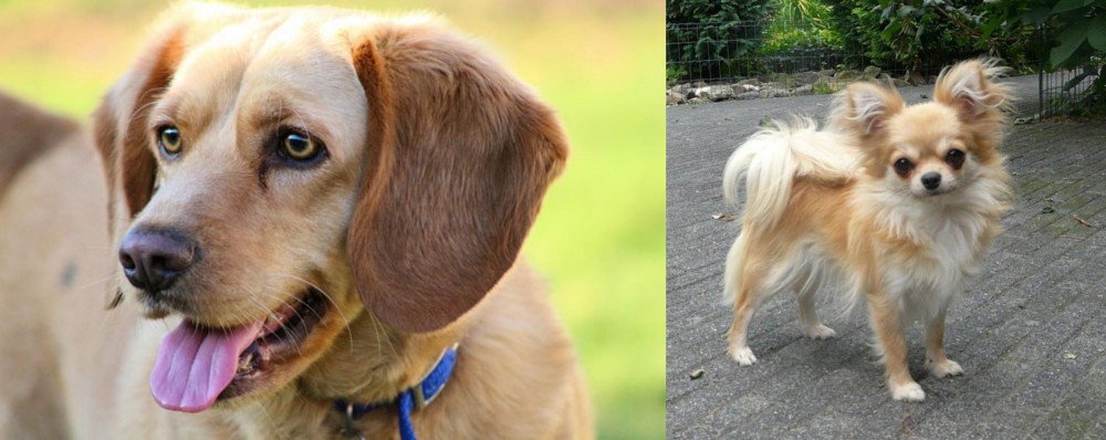 Long Haired Chihuahua vs Beago - Breed Comparison