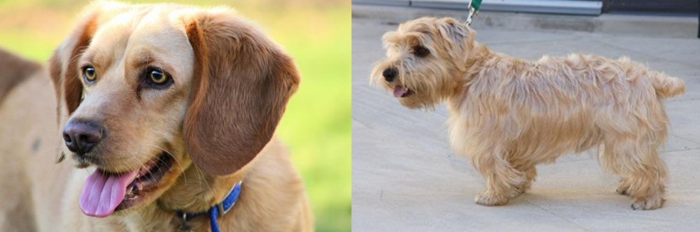 Lucas Terrier vs Beago - Breed Comparison