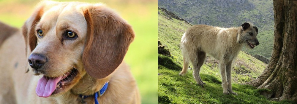 Lurcher vs Beago - Breed Comparison