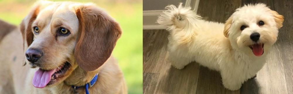 Maltipoo vs Beago - Breed Comparison