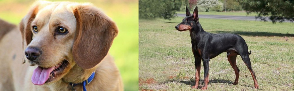 Manchester Terrier vs Beago - Breed Comparison