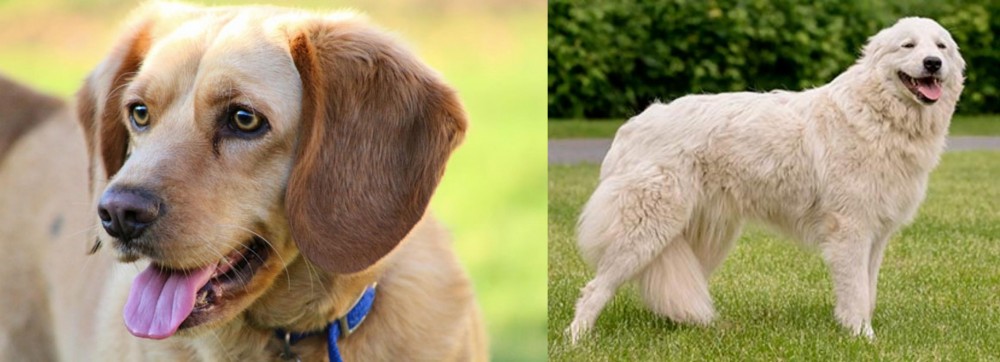 Maremma Sheepdog vs Beago - Breed Comparison