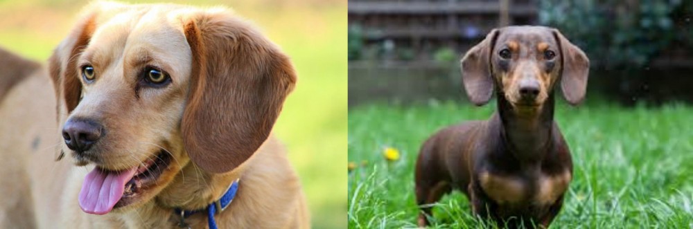 Miniature Dachshund vs Beago - Breed Comparison