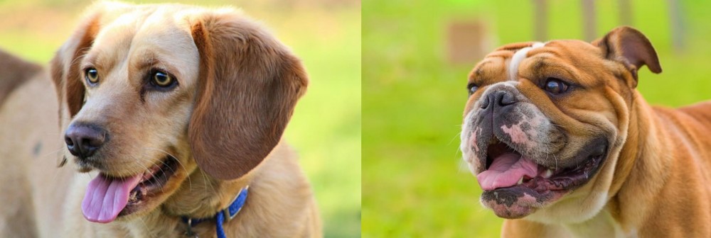 Miniature English Bulldog vs Beago - Breed Comparison