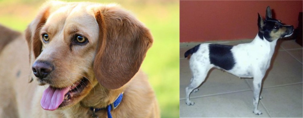 Miniature Fox Terrier vs Beago - Breed Comparison