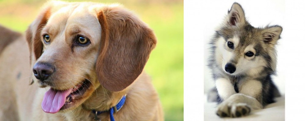 Miniature Siberian Husky vs Beago - Breed Comparison