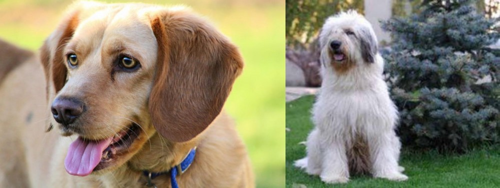 Mioritic Sheepdog vs Beago - Breed Comparison