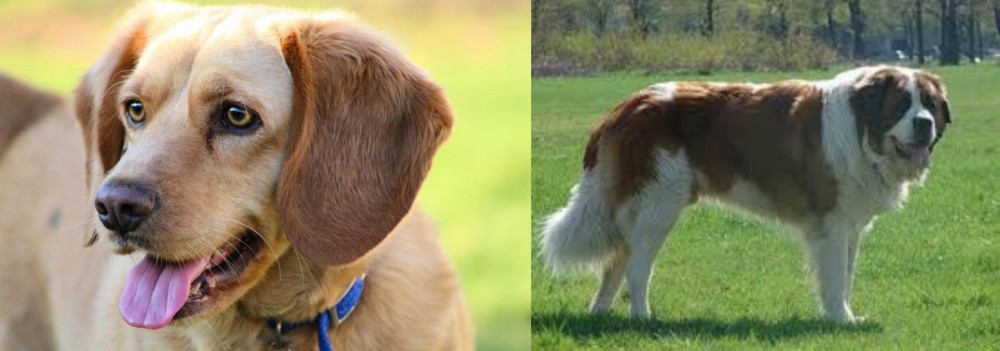 Moscow Watchdog vs Beago - Breed Comparison